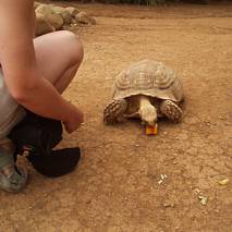 Dokarmiamy żółwia, Exotic Parque