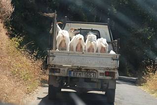 Transport kóz