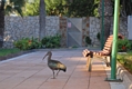 Hotelowy ibis